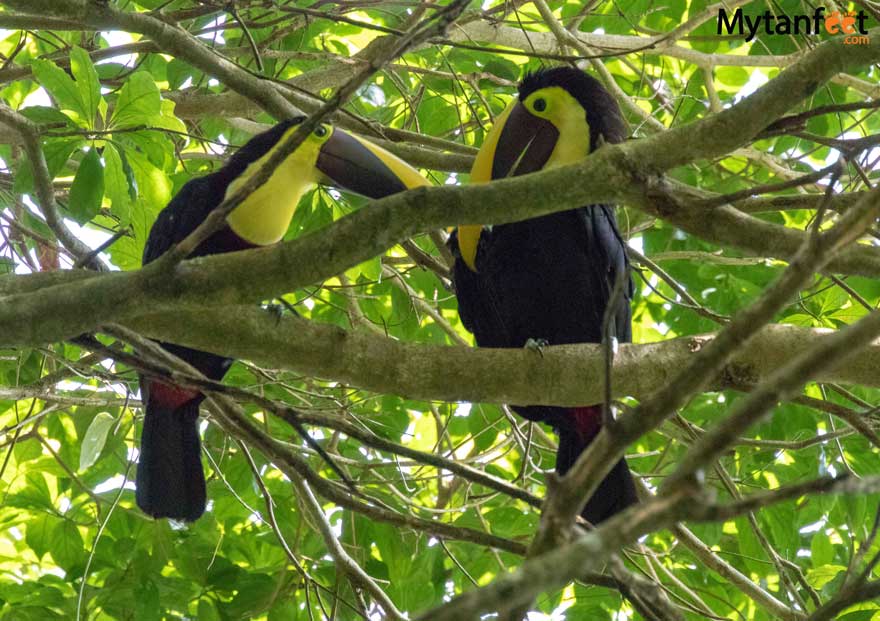 Toucans