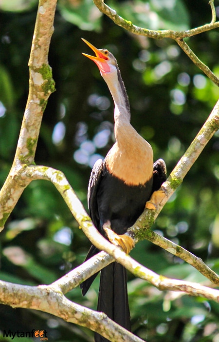 Aninga bird 