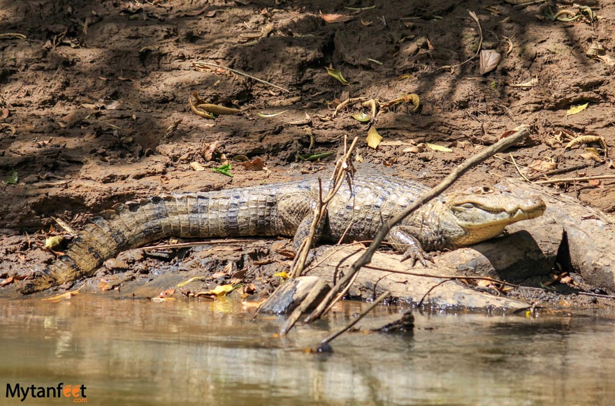 Crocodile seen on the pure nature safari float 