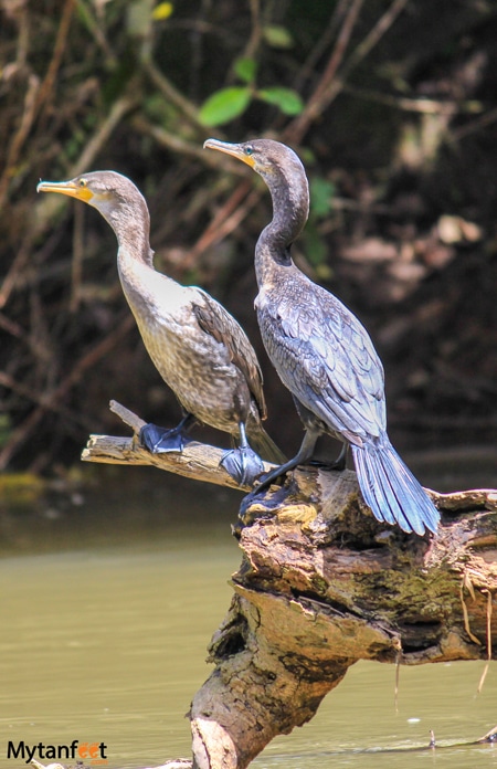 Cormoran birds 