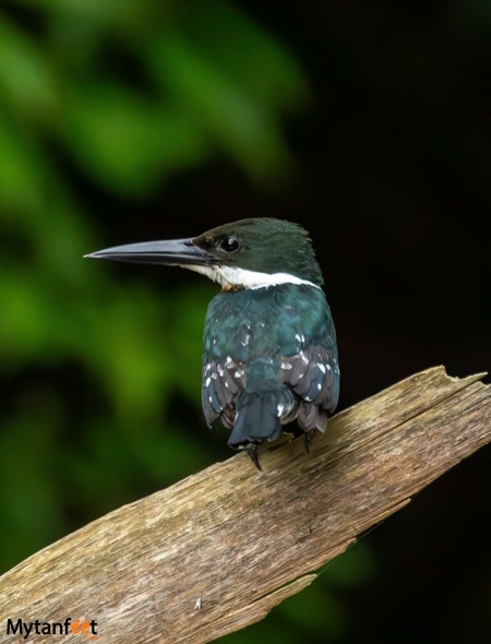Pure Nature Safari float - a kingfisher perched on a branch 