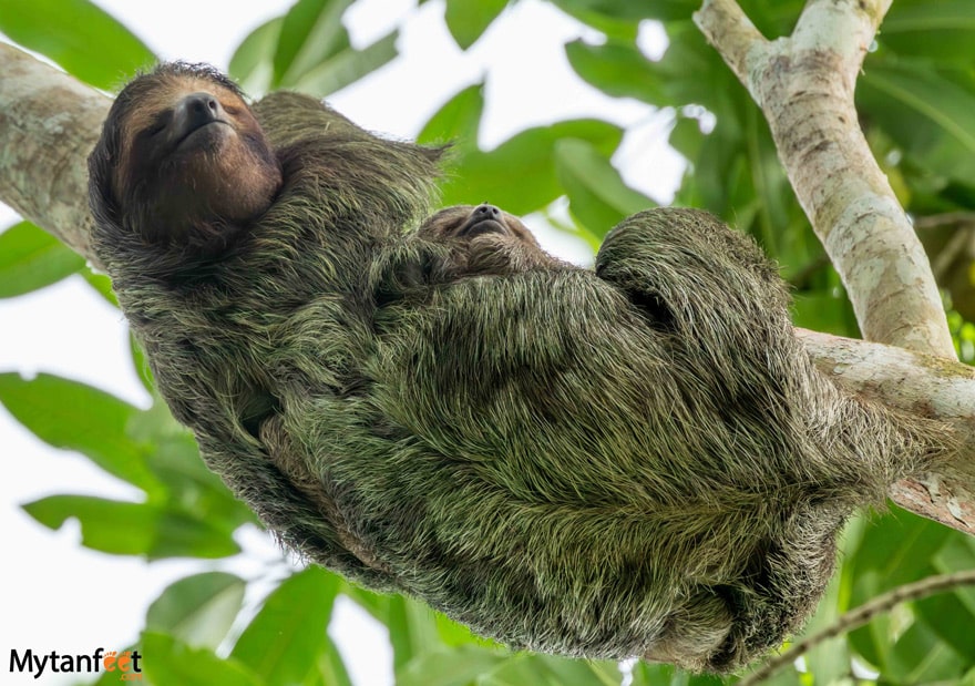 A mom and baby three toed sloth hanging in a tree in Costa Rica 