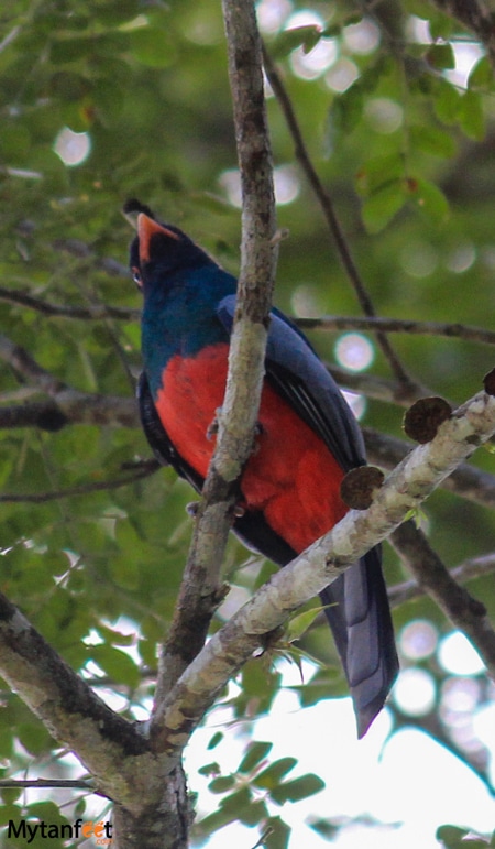 Pure nature safari float - a trogon 