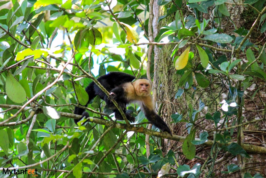white face monkey walking down on a branch looking at the camera 