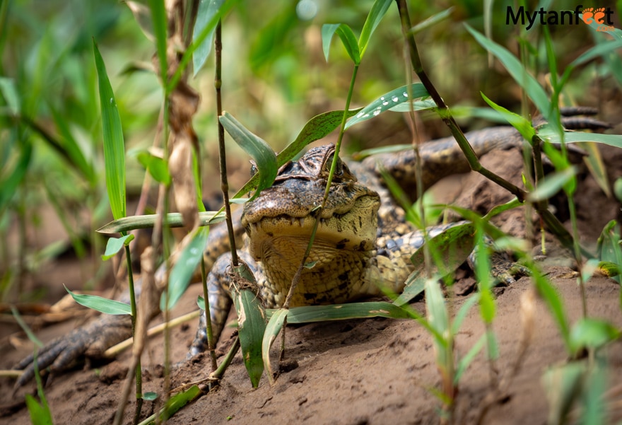 A baby crocodile hiding in the leaves 