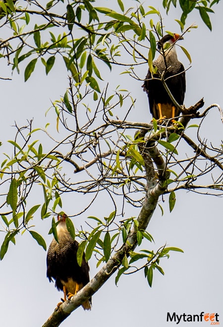 two caracara birds sitting in a tree