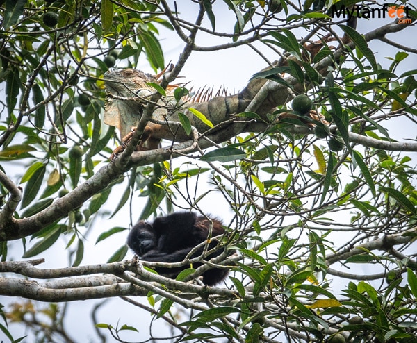 Iguana and howler monkey in a tree