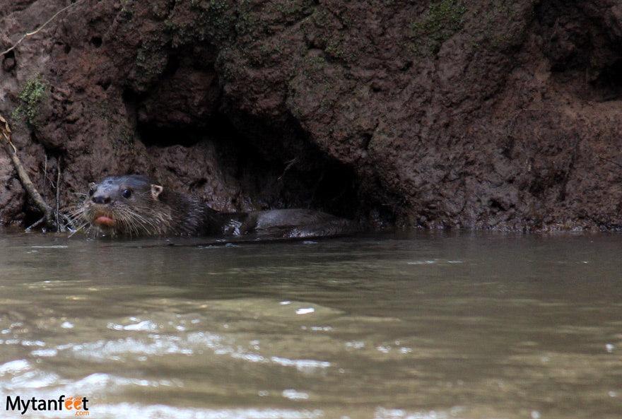 Otter seen on the PUre nature safari float tour 
