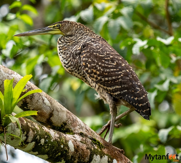 A tiger heron in Costa Rica