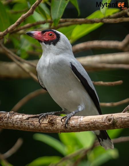 A Tyra bird seen in Costa Rica
