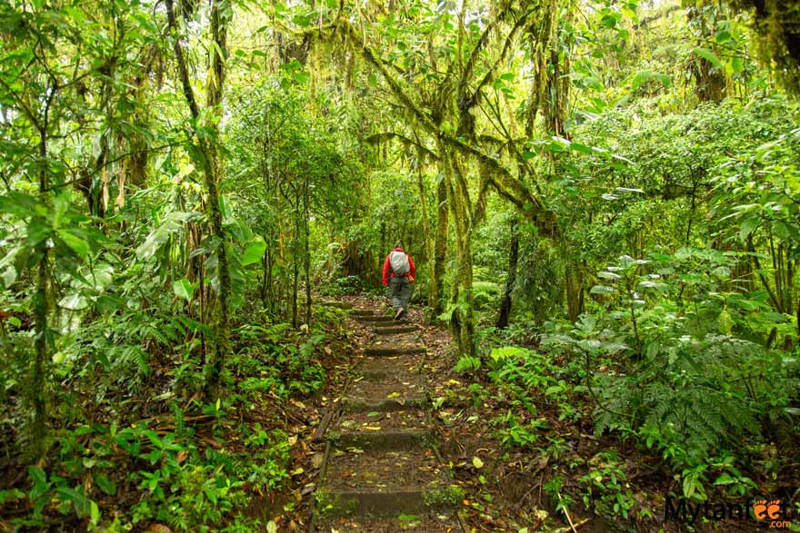 Santa Elena Cloud Forest Reserve trails