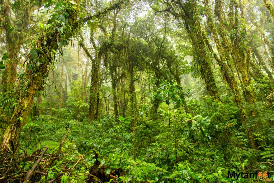 Santa Elena Cloud Forest Reserve