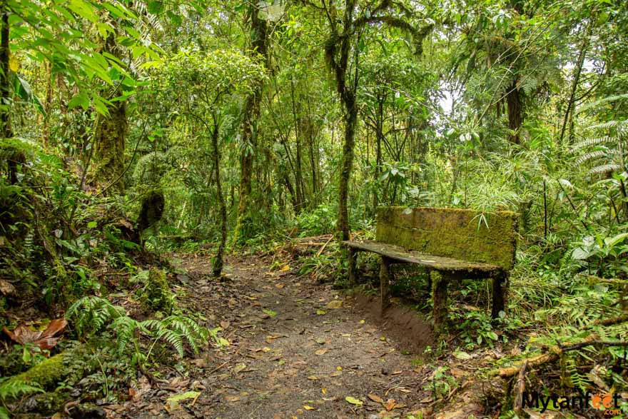 Santa Elena cloud forest benches