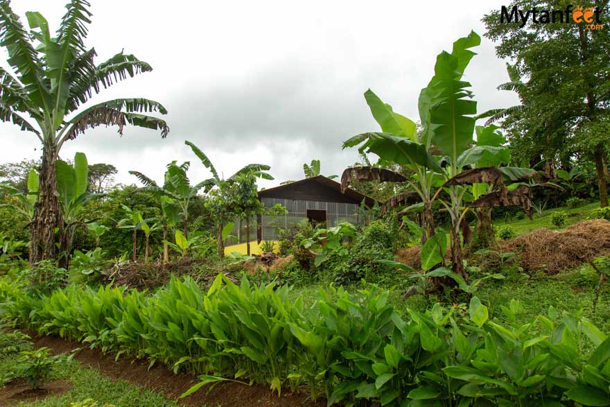 coffee tours near arenal