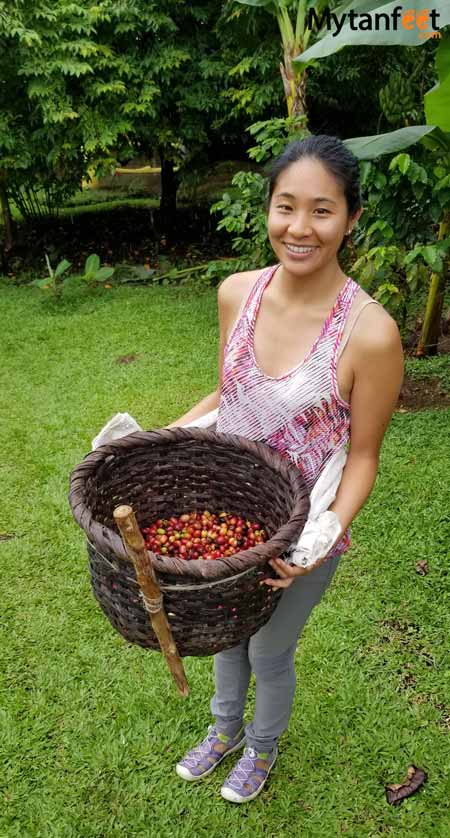 La Fortuna coffee tour - picking coffee