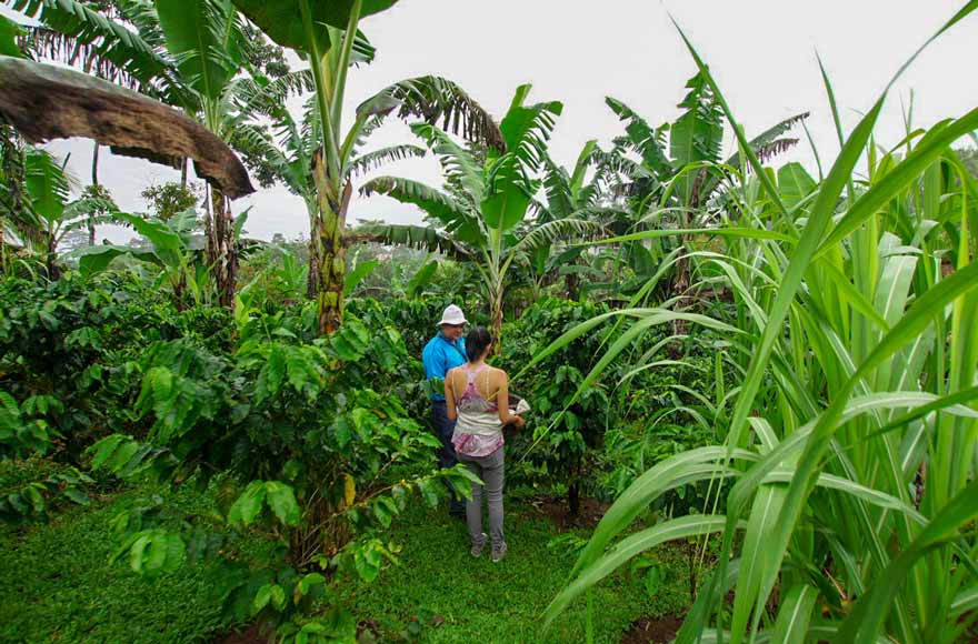 Picking coffee in La Fortuna