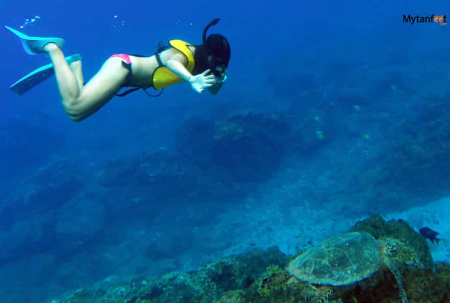 Sea turltes in Costa Rica - Cano Island