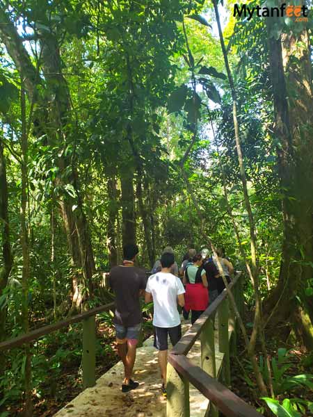 Tortuguero packages - Pachira nature walk