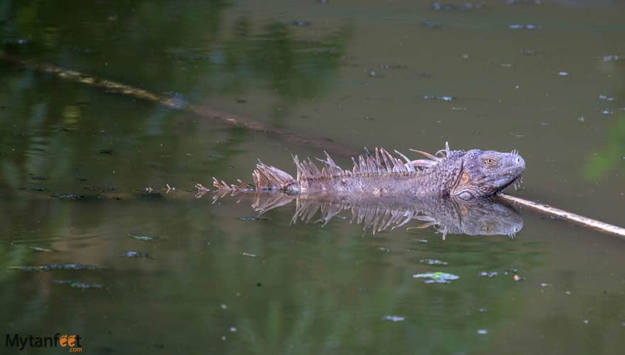 costa rica wildlife iguana