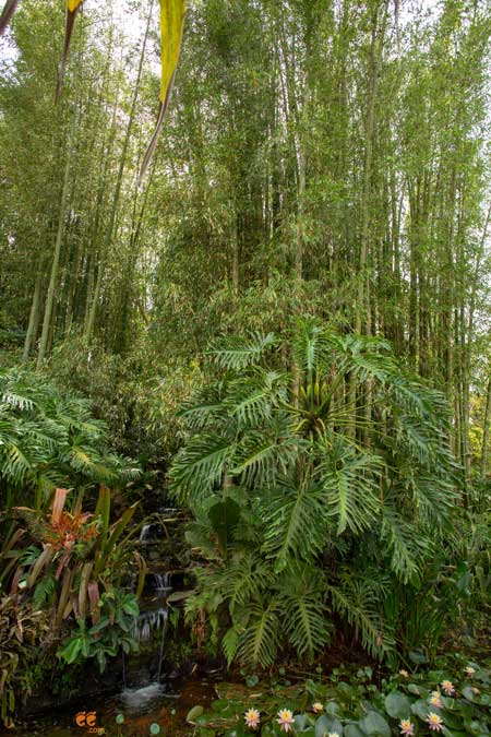 Lankester Botanical Garden 