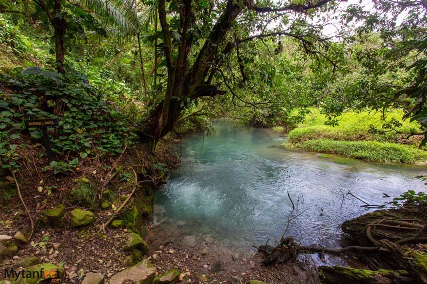 borbollones - photo of a river surrounded by rainforest 