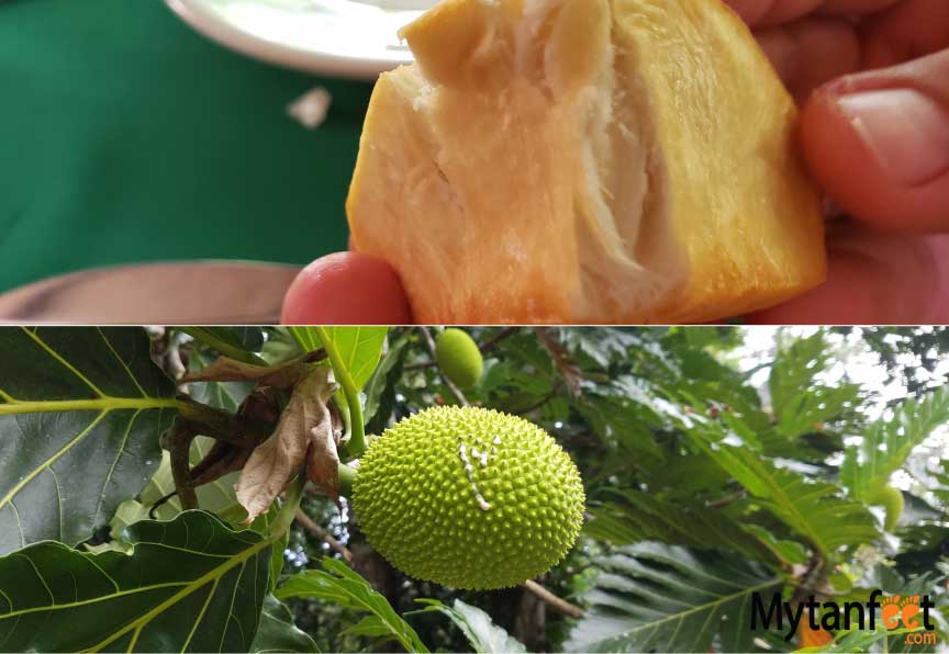 Breadfruit