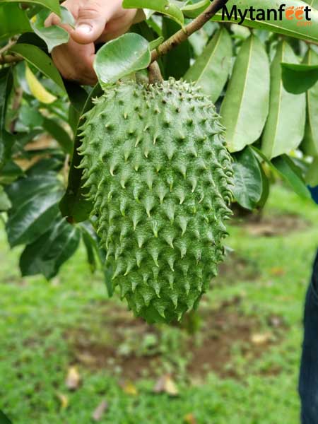 Costa Rica fruit manzana de agua