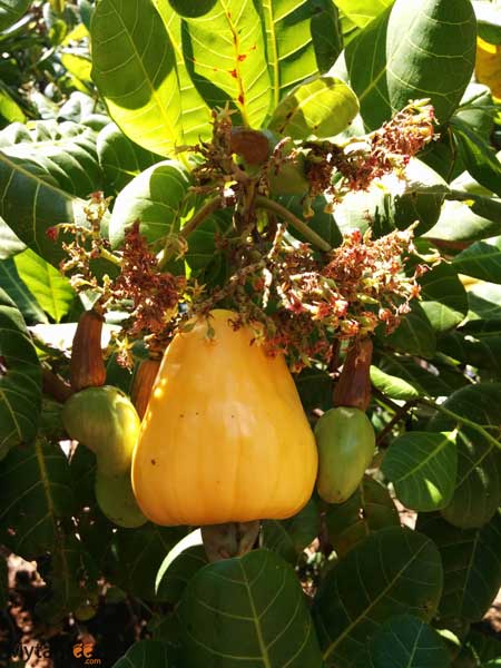 cashew plant maranon