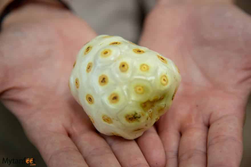 Costa Rican fruit - noni