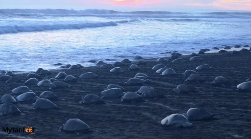 Arribada ( mass sea turtle nestings) on Ostional beach in september
