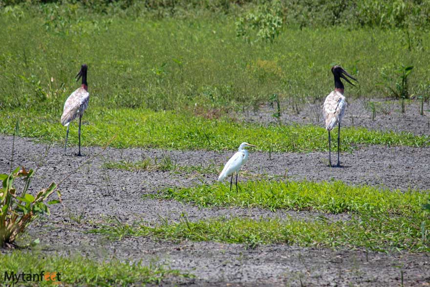 Jabiru bird at Hacienda El Viejo