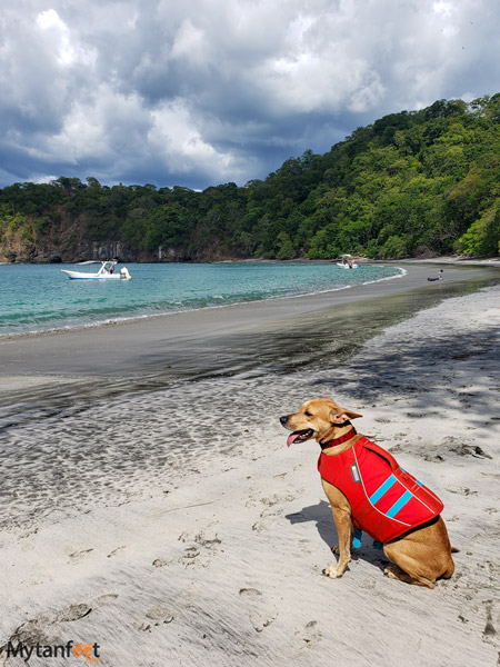 our dog enjoying the beach!