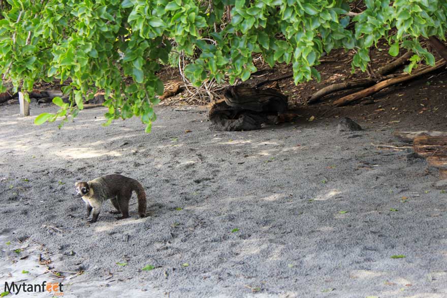 Coati at Playa Huevo beach