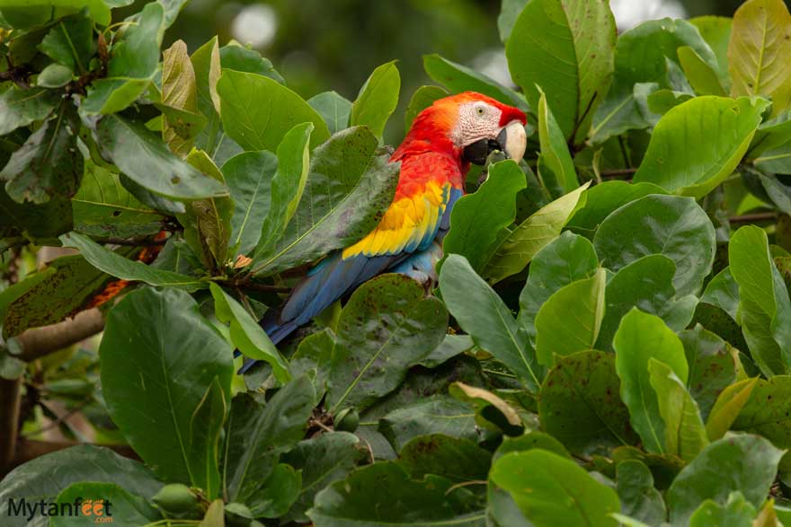 scarlet macaw