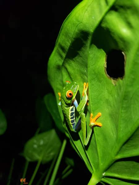 red eyed tree frog