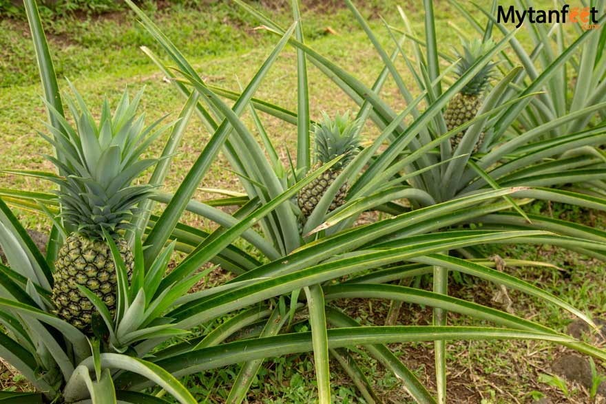 Things to do in Sarapiqui - organic pineapple tour