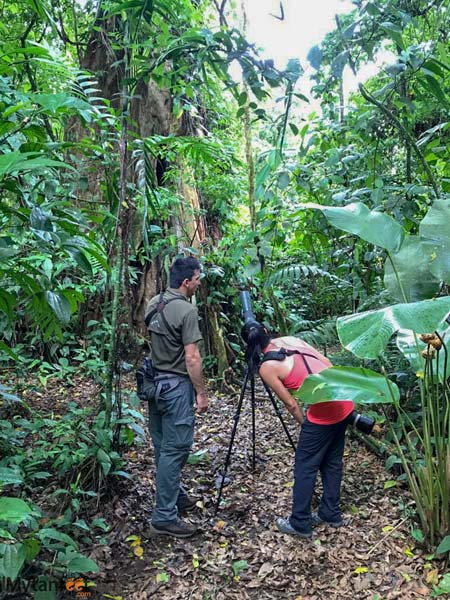 selva verde lodge guided nature walk