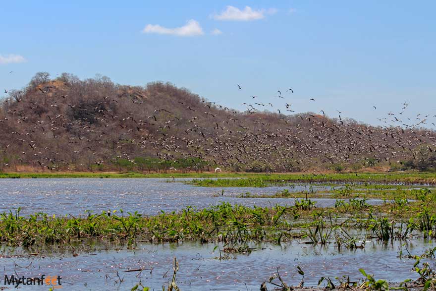 Migratory birds at Hacienda El Viejo