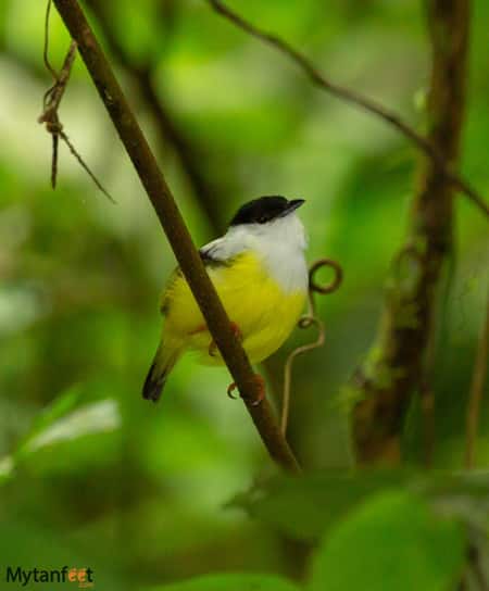 selva verde lodge guided nature walk