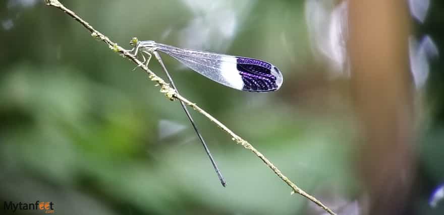 selva verde lodge guided nature walk