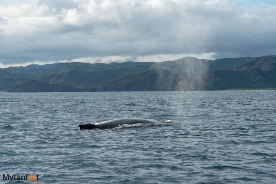 bat islands humpback whale witchs rock