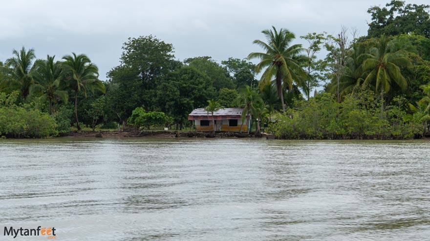 Damas-Island-Mangrove-boat-tour-white-ibis