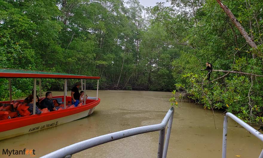 Damas-Island-Mangrove-boat-tour-white-ibis