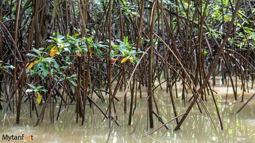 Damas-Island-Mangrove-boat-tour-white-ibis