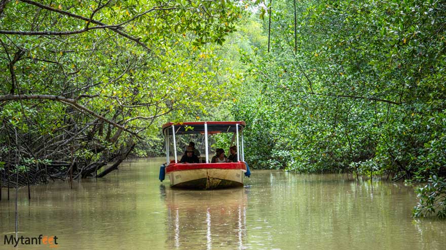 Damas-Island-Mangrove-boat-tour-white-ibis