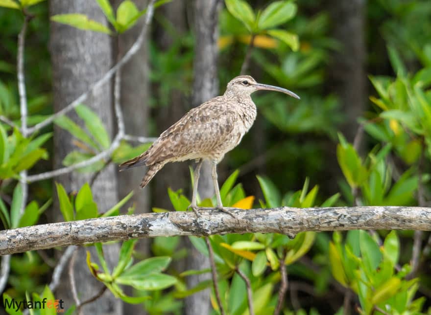 Damas Island Mangrove boat tour