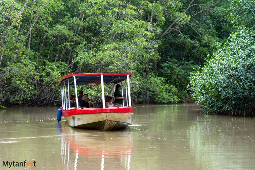 Damas-Island-Mangrove-boat-tour-white-ibis