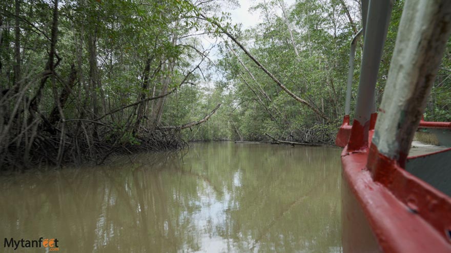 Damas-Island-Mangrove-boat-tour-white-ibis