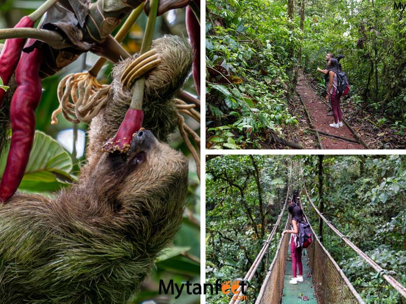 Best day trips from Westin Conchal. Photo of a sloth eating a flower, another photo of a man and a woman walking in the rainforest, third photo is of a woman walking on a hanging bridge in the rainforest