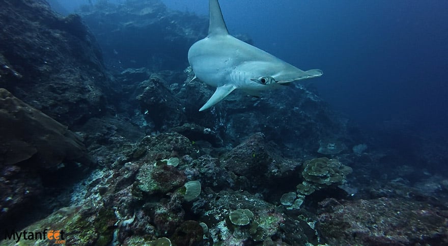 Hammer head shark swimming - best scuba diving in Costa Rica - Cocos Island dive site